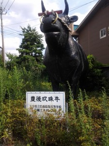 玖珠町の牛